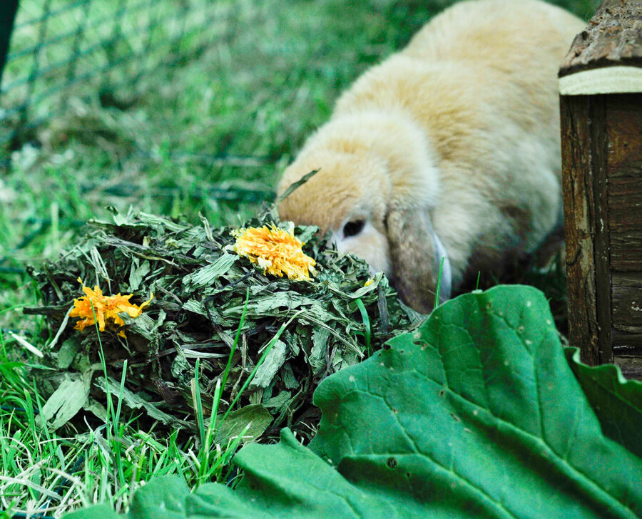 grünhopper Herbes contre le rhume