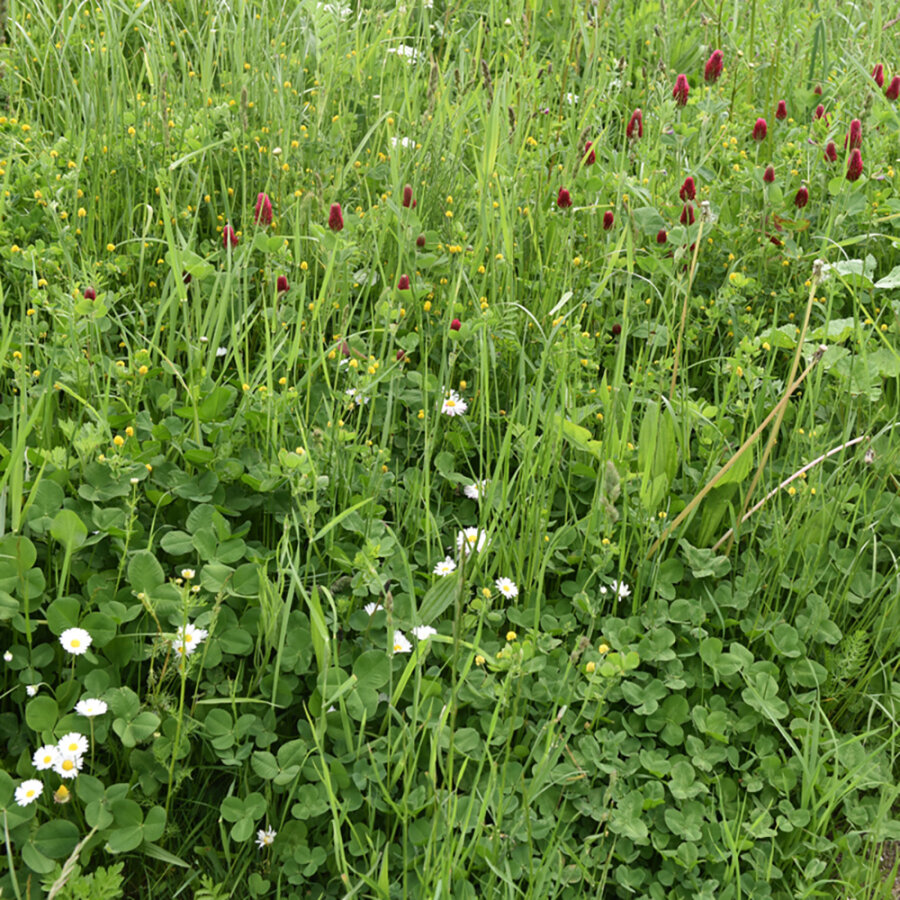 Frischekiste Wiesenwildkräuter