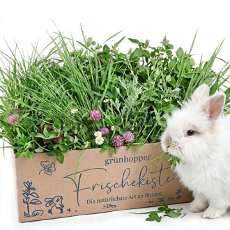 Frischekiste Wiesenwildkräuter