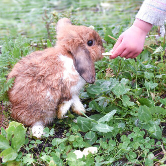 flocons de noix de coco