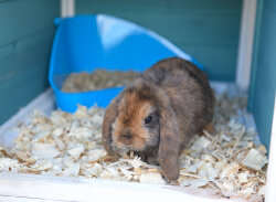 grünhopper Softwoods