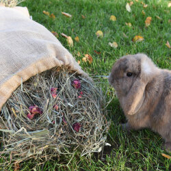bunfunXL rose hay