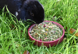 grünhopper digestive