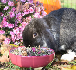 grünhopper digestive