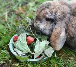 grünhopper strawberry