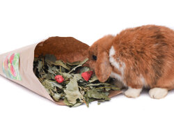 grünhopper strawberry