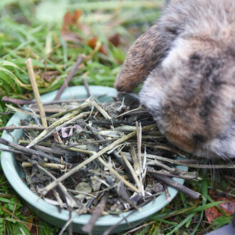 grünhopper Échinacée